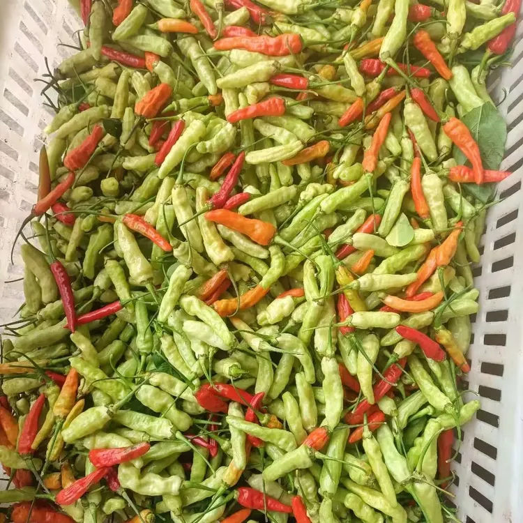 云南老品种小米辣小雀辣特辣风味独特新鲜现摘