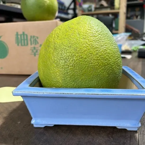 石湾花盆青柚（10斤）