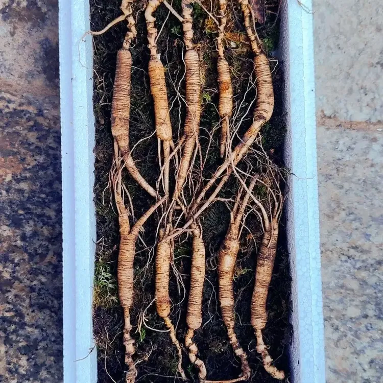 长白山林下新鲜人参煲汤泡酒滋补佳品