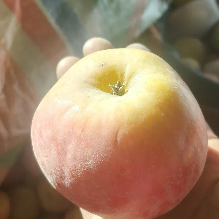 （宝宝果）新疆阿克苏红旗坡冰糖心苹果新鲜现摘脆甜多汁水果