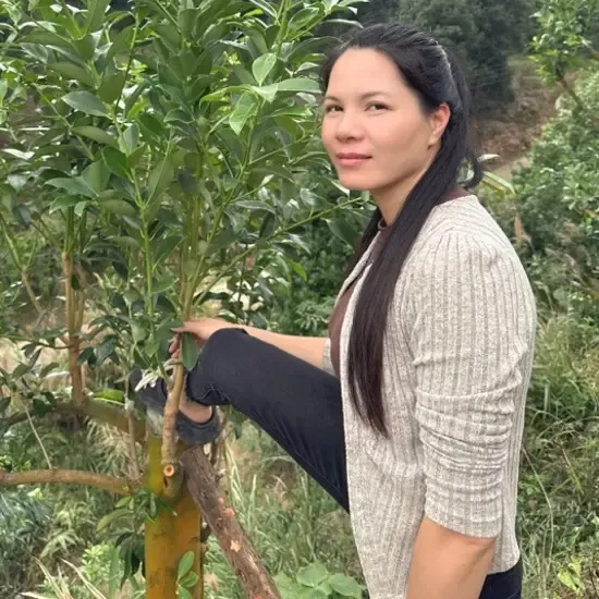 水口黑叶（老树八角嫁接枝条）