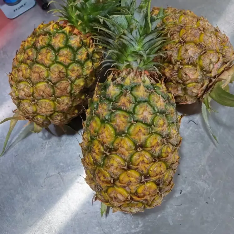 海南金钻凤梨新鲜现摘应季水果孕妇可食手撕无眼菠萝