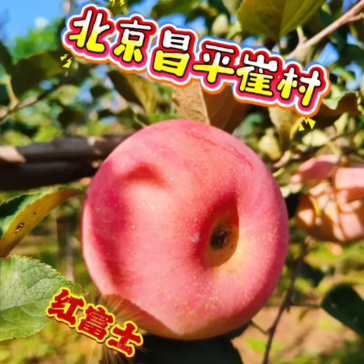 北京昌平崔村红富士苹果新鲜当季脆甜多汁水果