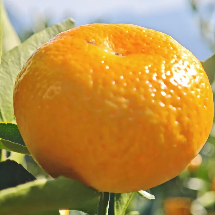 硒都恩施巴东雷家平南丰桔橘子新鲜采摘干烧皮薄肉嫩爆汁鲜甜vs