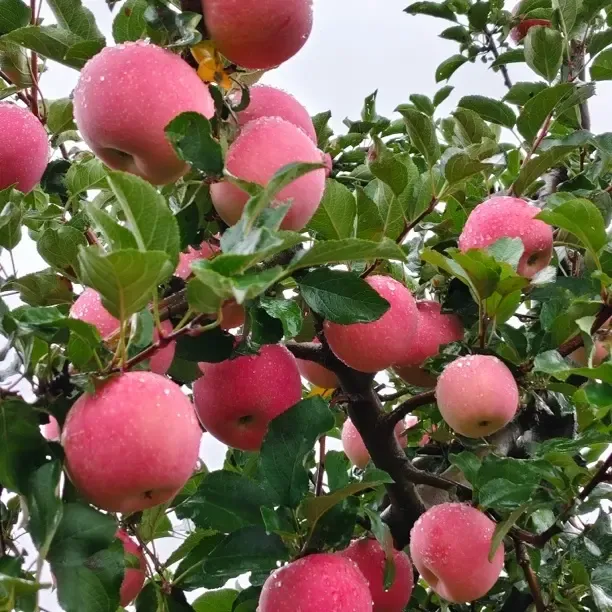 陕西关山陇县红富士苹果新鲜脆甜汁水饱满产地直发送礼佳品