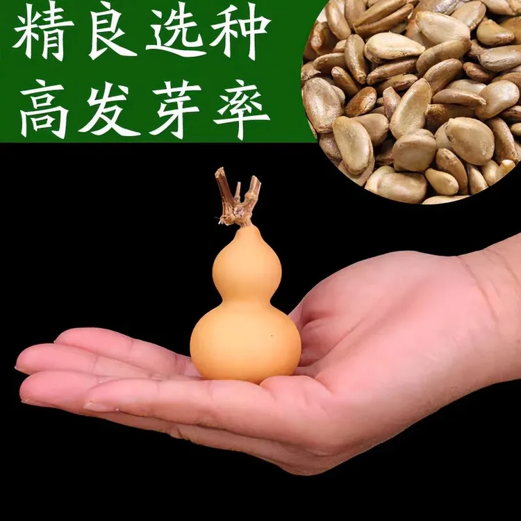 稀有手捻葫芦种子小葫芦文玩庭院葫芦盆栽种孑文玩庭院种籽种植