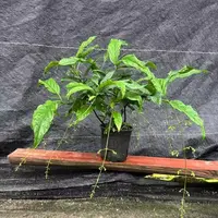 垂丝茉莉室内观赏盆栽好养四季开花带花苞