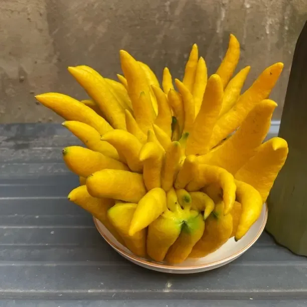 云南新鲜佛手柑带枝水培室内绿植观赏闻香天然清香