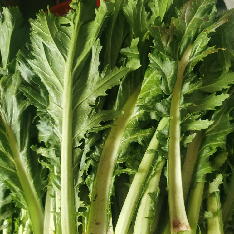 湖南耒阳本地农家自种新鲜枫菜可抄牛肉