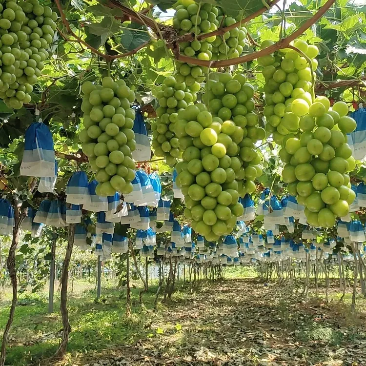 京东包邮阳光玫瑰葡萄新鲜当季应季脆甜无籽青提