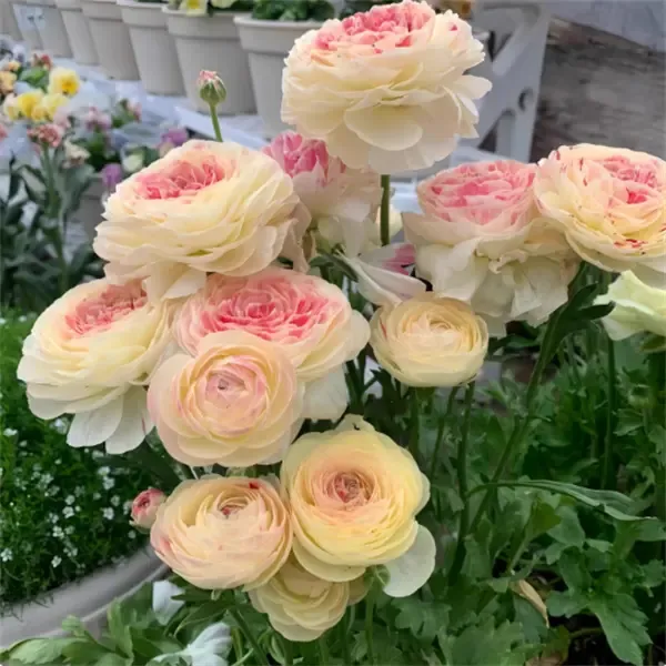 【带芽发货】正品进口重瓣花毛茛种球洋牡丹芹叶牡丹耐寒浓香花卉