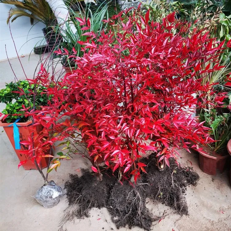 南天竹红天竺花苗火焰苗盆栽南天竹盆栽盆景绿化植物红叶植物耐寒