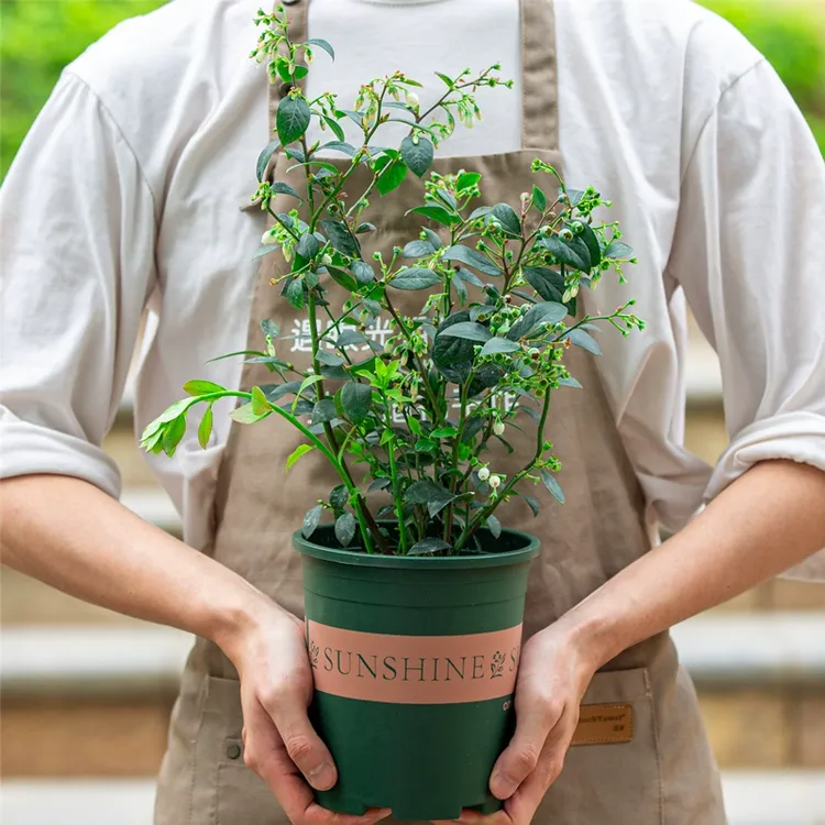 蓝宝石盆栽四季开花室内阳台室外庭院好养植物花卉绿植兰梅老桩苗
