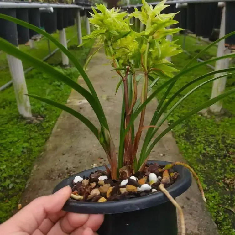 春兰浓香型奇花花开富贵绿花开多苗带多花4苗2花起苞兰花大盆盆栽