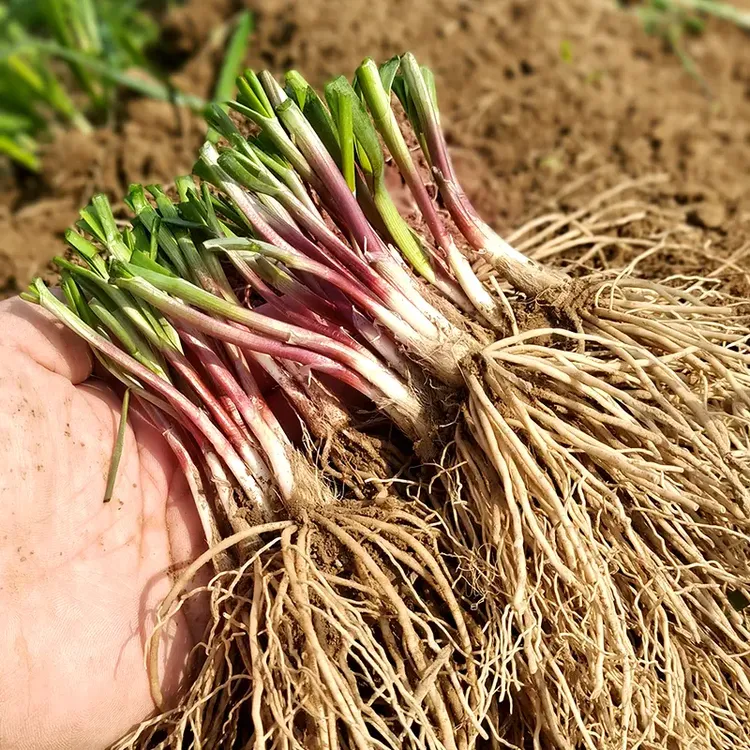 2025年头茬现挖紫红韭菜根新苗宽叶韭菜室内阳台四季盆栽大叶韭菜