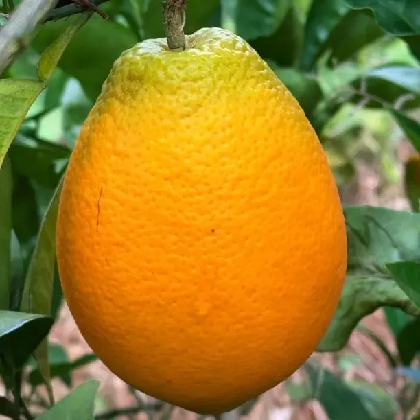 重庆柳橙，香甜可口