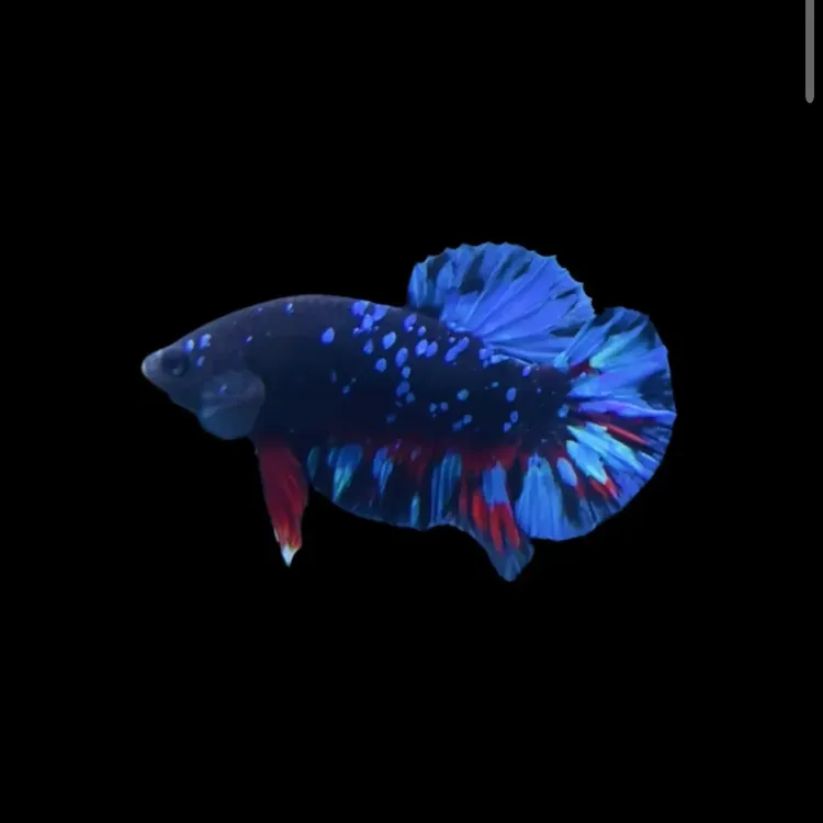 小型热带观赏鱼泰国斗鱼之精品斗鱼暗黑星云暗黑星尘将军斗鱼鱼苗