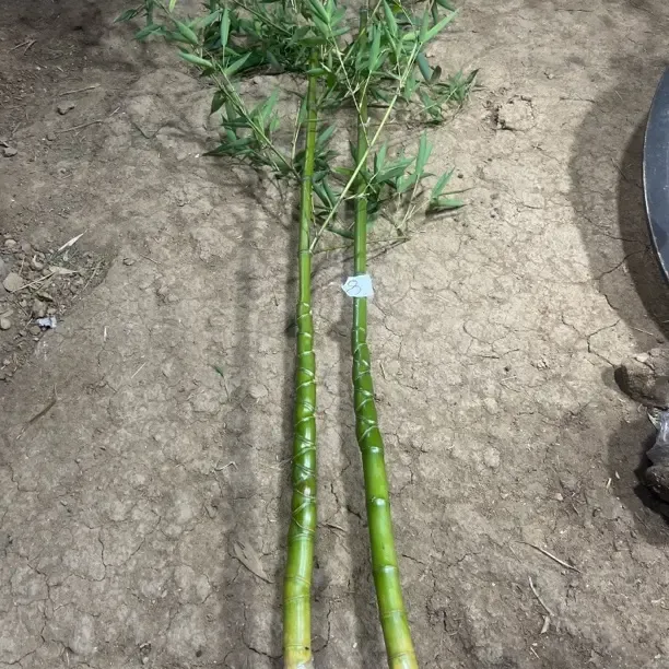 一物一拍耐寒龙鳞盆栽适合室内外种植可用于办公室客厅阳台景观