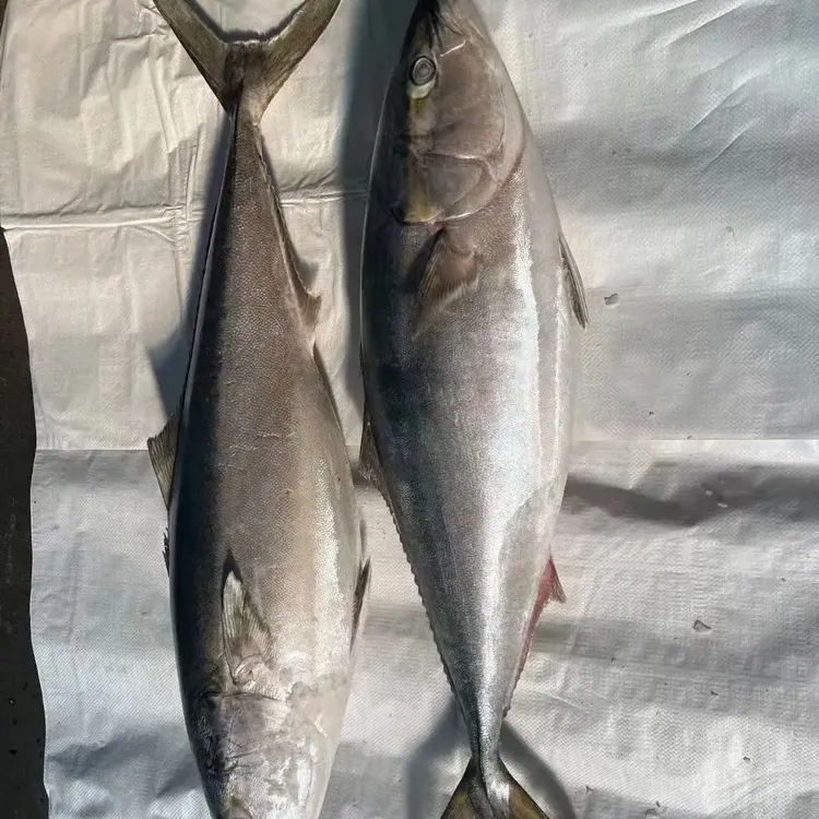 新鲜速冻海捕黄金鲅鱼一条20斤左右