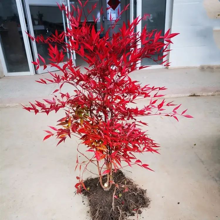 火焰南天竹老桩盆栽树苗丛生红叶南天竹鲜切庭院四季观叶不落叶