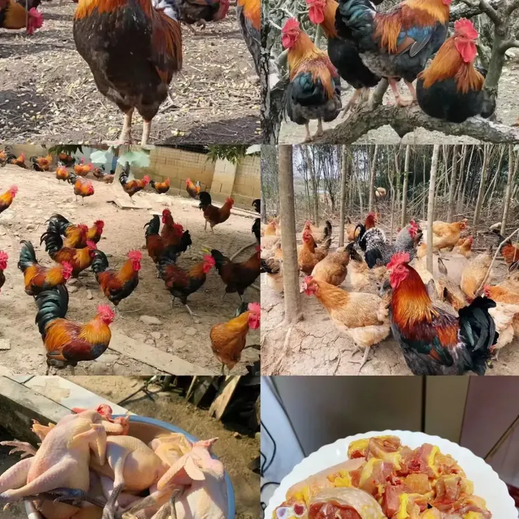 研山⛰️北苑农场原生态山坡放养柴公鸡 包冰率不含冰
