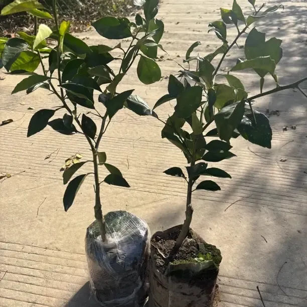 新品种状元红一年杯苗原土发货50厘米左右高糖度16到18花卉