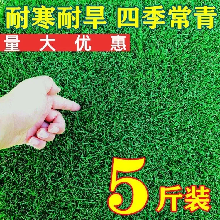 四季常青狗牙根草坪种子护坡固土百慕大草籽庭院花园种子四季