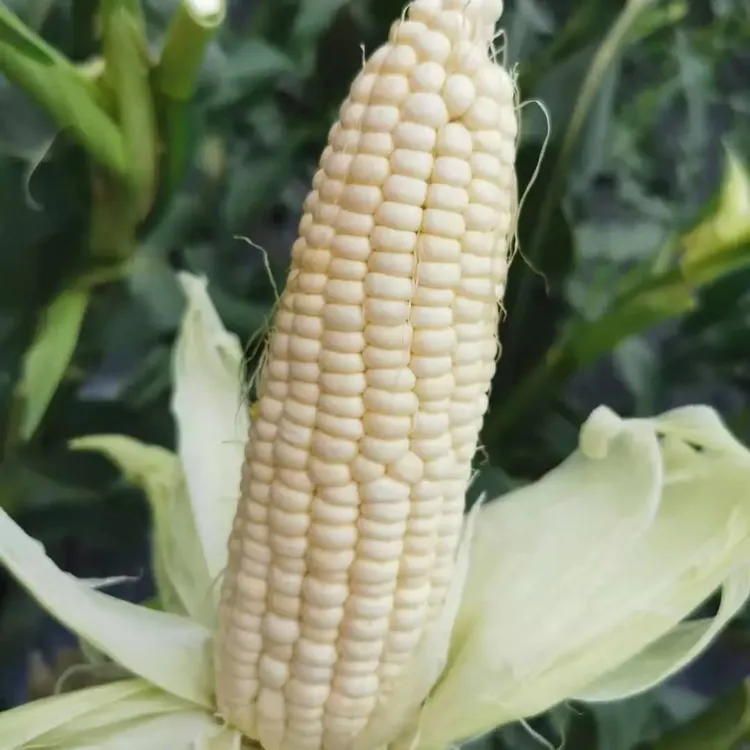 头茬奶香大白糯玉米香甜软糯单质磷肥商品图