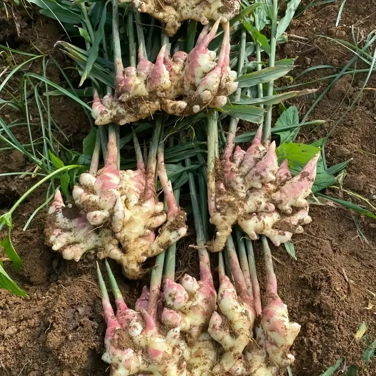 云南小黄姜新鲜现挖红芽姜姜味浓郁辛辣多汁可做泡姜