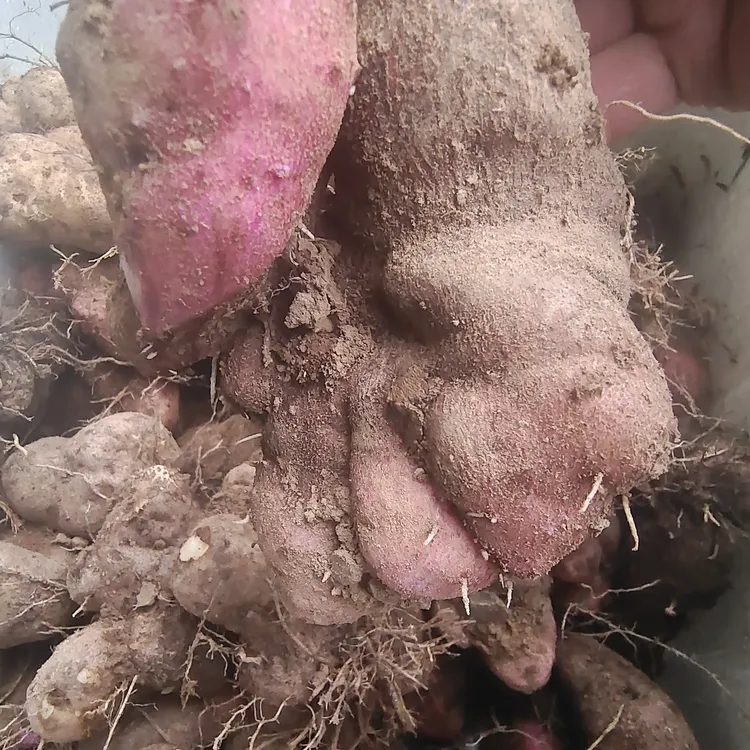 开化白皮白心大薯红皮白心大薯农家有机大薯大果