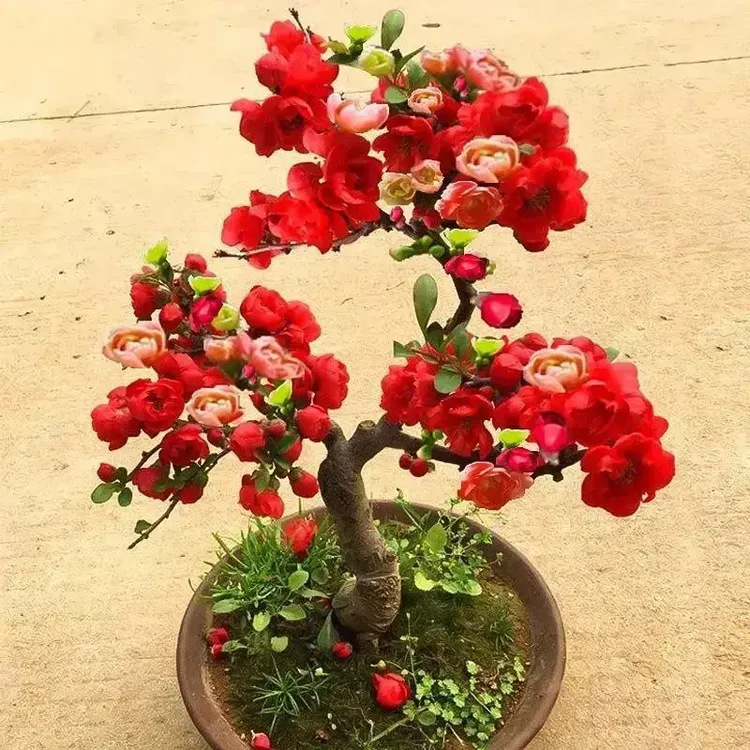 四季海棠花发货老桩盆景四季开花耐寒花卉南北方种植好养活
