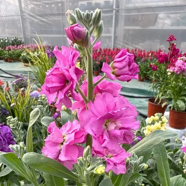 高杆银叶紫罗兰盆栽耐寒颜色多耐冻四季开花好养室内阳台庭院绿植