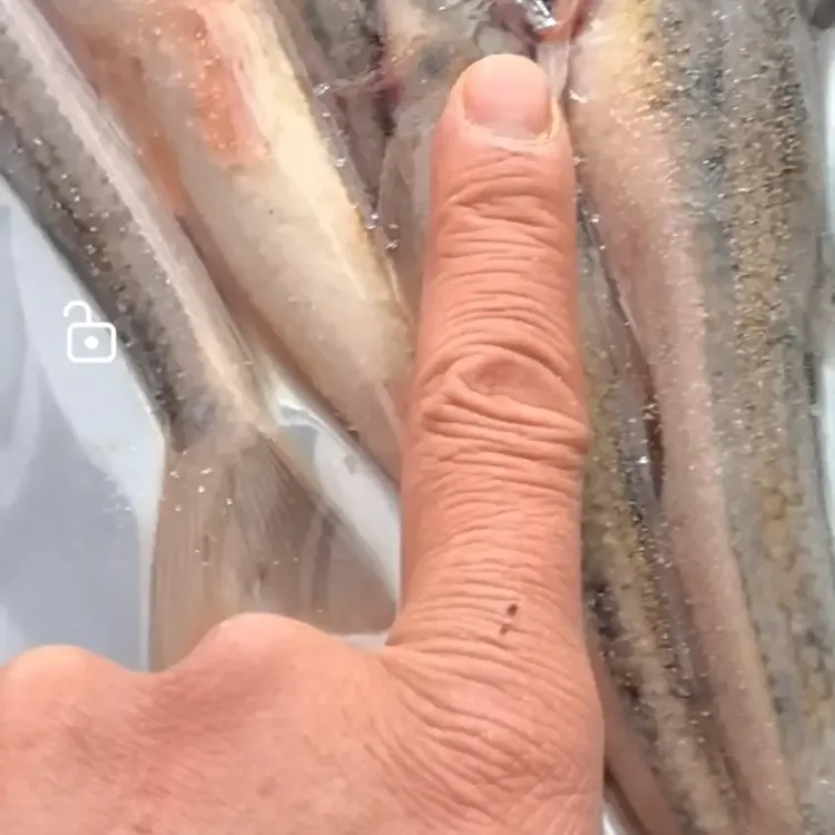 大船丁子鱼鲜鱼速冻6斤包邮