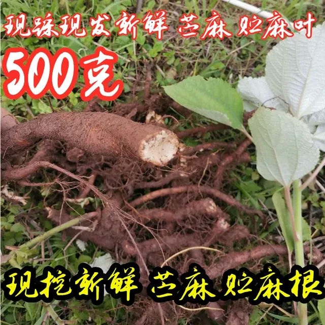 四川新鲜现挖苎麻根白青麻细根苎麻叶子生贮麻根贮麻中药材住麻根