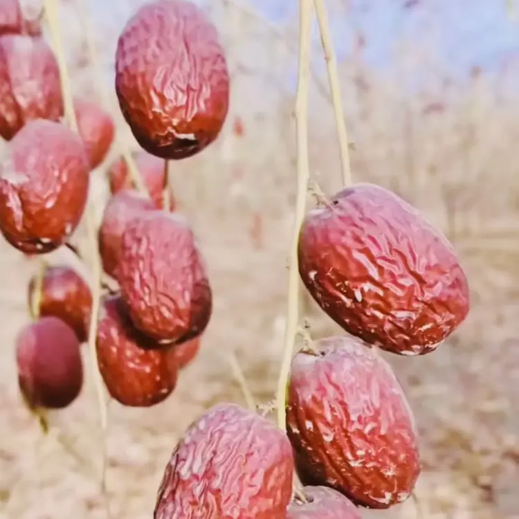 新疆直发通货原生态灰枣核小肉厚枣香浓郁
