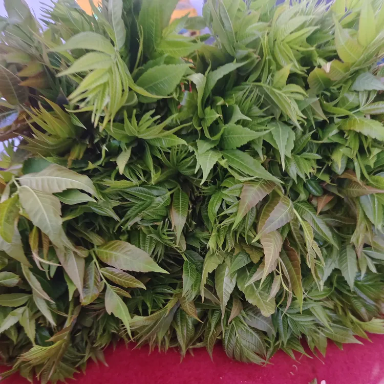 冬季温棚新鲜头茬香椿芽现摘现发