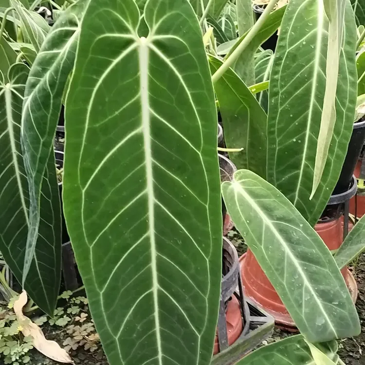 火鹤皇后（中等规格）热带绿植室内四季常青观叶绿植