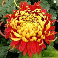 【金背大红】大花富贵菊 九月大菊盆栽开花好看