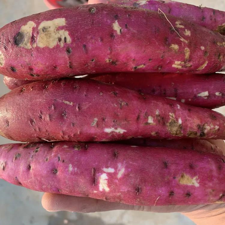 玛莎莉蜜薯榴莲红薯香甜可口