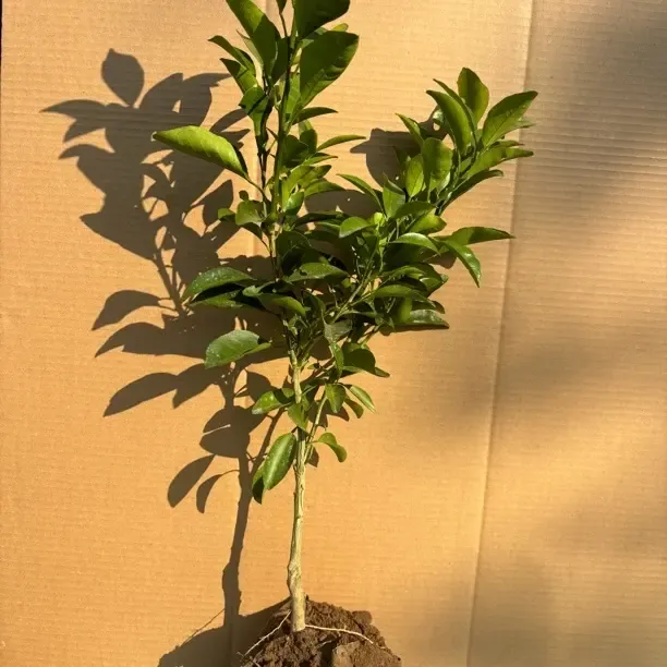 新品种嘎嘣脆树苗11月采摘糖度16到20都耐存储好管理九里香