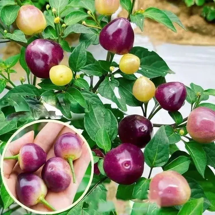 包正宗七彩泡椒苗带土发货辣椒苗四季阳台盆栽食用观赏春季蔬菜苗
