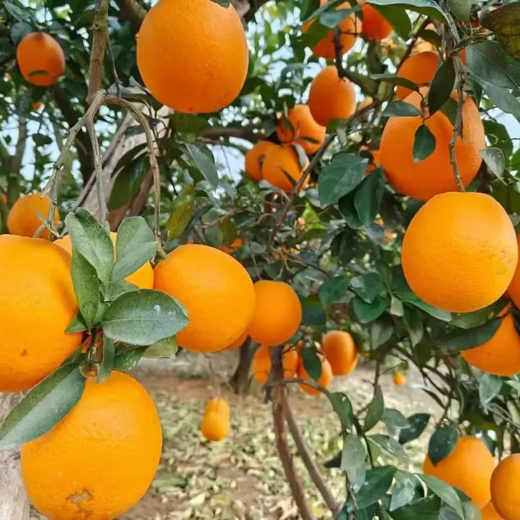 正宗湖南道州四马桥彭家脐橙果农直发送礼优选精品果