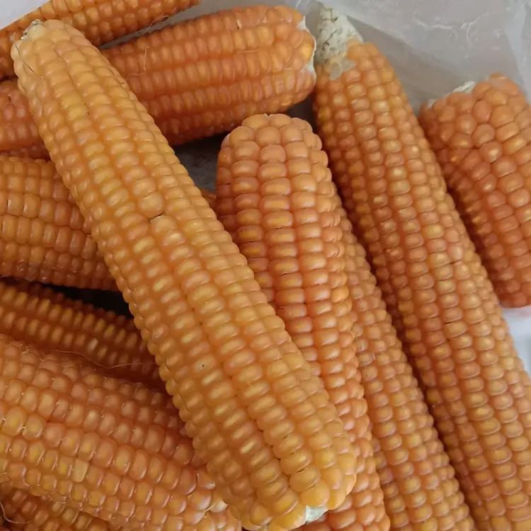 老种子小金黄玉米糁含皮含胚芽可打粉