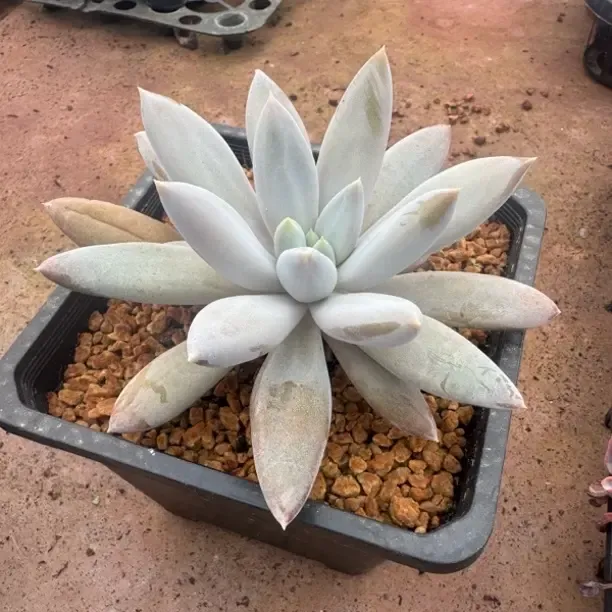 美人系哥特萝莉胖体多肉植物