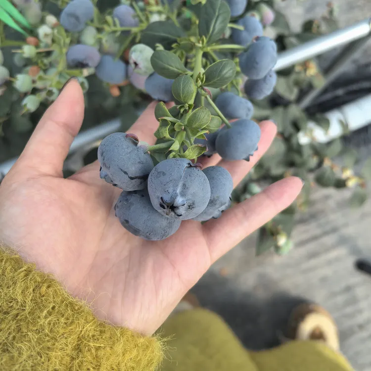 云南抚仙湖蓝莓24mm