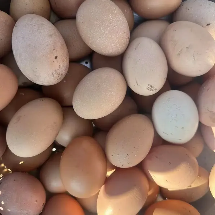什邡红峡谷农家散养新鲜土鸡蛋营养丰富适合孕妇