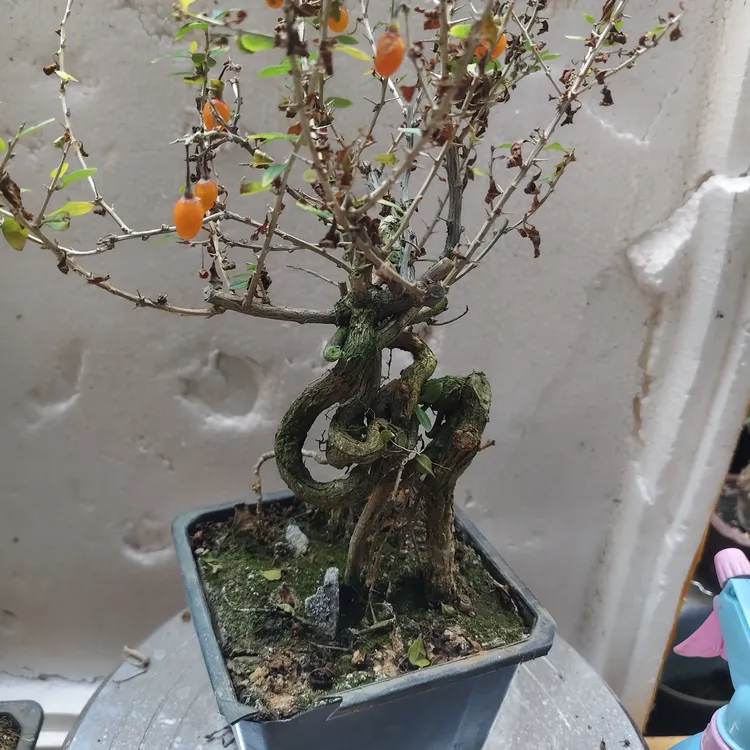 黄枸杞精品盆景盆栽观赏