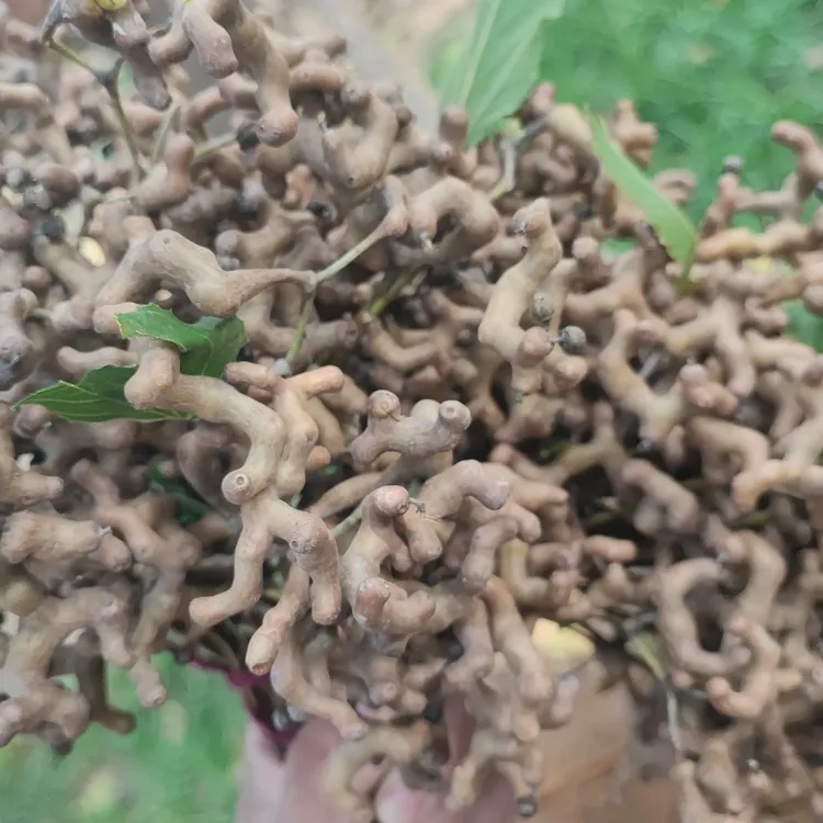 2025年秦岭野生拐枣鸡爪梨1/2/3/4斤新鲜万寿果金钩梨生吃泡酒