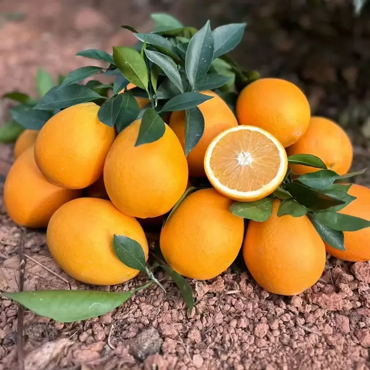 正宗江西赣南脐橙新鲜现摘多汁香甜应季水果