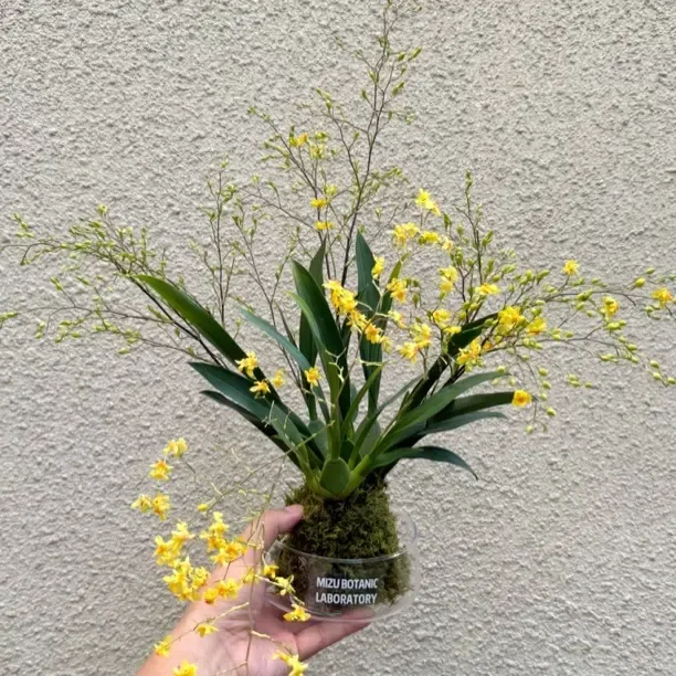 黄金万两梦香兰苔藓球盆栽盆景室内客厅办公室桌面观花卉绿植好养